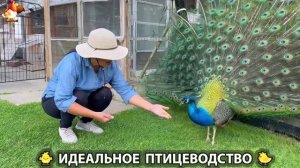 Идеальное птицеводство достойно восхищения 🐓🦆🦢🦚🦃🐔 эпизод (524)
