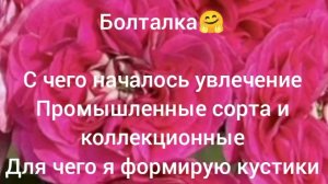 Говорю о пеларгониях🌿Современные сорта не так резко пахнут?🤔🌹Питомник PAC