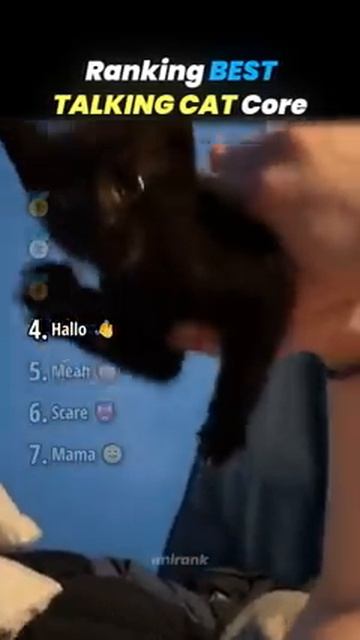 Ranking BEST TALKING CAT Core Moments!! 🐱🗣️ смотреть онлайн