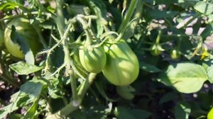 🍅Помидоры ,ох помидоры🍅