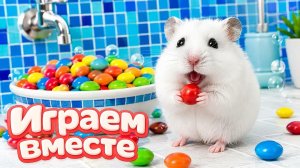 Хомяк выбирается из СЕКРЕТНОГО ЛАБИРИНТА 🐹 хомяк в лабиринте с препятствиями! Видео для детей №3