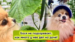 Бася не подозревает, как много у нее дел на даче!