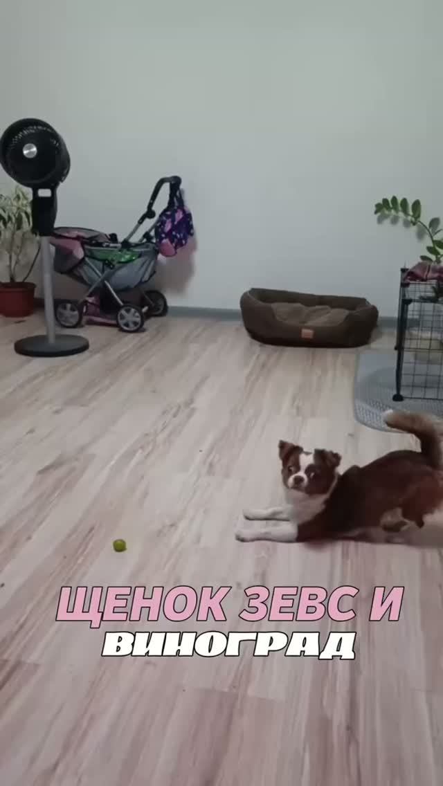 Щенок Зевс и виноград смотреть онлайн