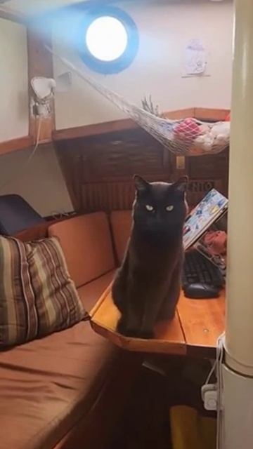 Морской кот