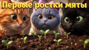 Приключения кошечки Буси: 63 серия. Первые ростки мяты