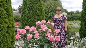 Обзор роз!🌹💖Огурцы замариновала. Ягоды собрала. Чеснок вытащила.Ленобласть 23.07.26г.