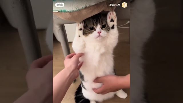 1000011808.mp4 смотреть онлайн