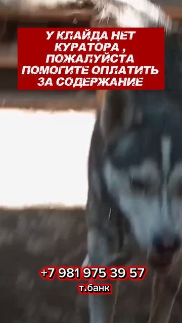 Клайд бывший узник отлова в Казахстане