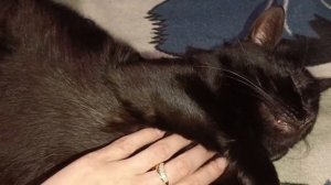Котик с котиками😺😻