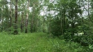 гуляю по красивому лесу серия 20