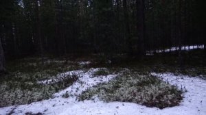 Весной живу в таёжной избе. Охота на медведя