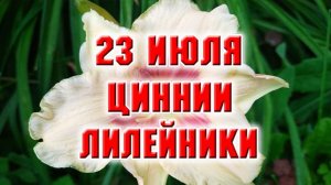 23 июля. Циннии в цветнике. Лилейники с названиями