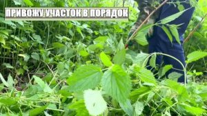 РАЗБИРАЮ ЗАБРОШЕННЫЙ УЧАСТОК СВОИМИ РУКАМИ. часть 7