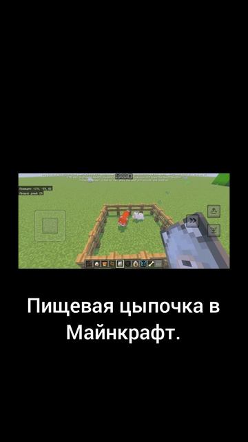 Пищевая цыпочка в Майнкрафте.