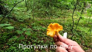 Собрался проверить фотоловушку, но из-за грибов до нее не добрался.