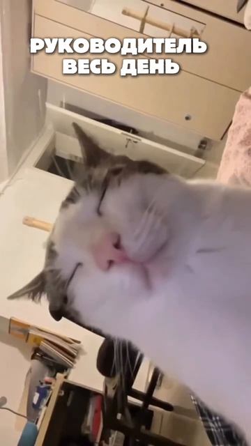 Когда чат молчит, телефон не звонит и никто не стучится в кабинет. 😌