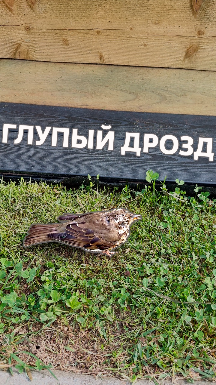 Глупыи Дрозд надаче