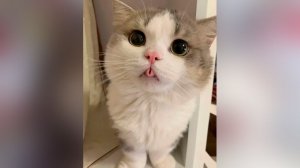 СМЕШНЫЕ КОТЫ | ЛУЧШИЕ ПРИКОЛЫ С КОТАМИ, СОБАКАМИ, КОШКИ, СОБАКИ, ЖИВОТНЫЕ, СМЕШНОЕ ВИДЕО