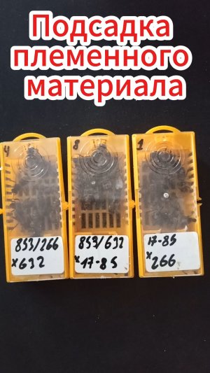 Как подсадить племенную пчеломатку.