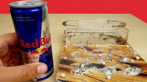 Реакция Муравьев на Молоко и RedBull.  Что если дать муравьям RedBull
