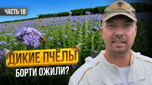 Сбежал с Офиса на Пасеку! Что из этого вышло? Строю пасеку с нуля | Серия 18