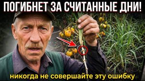 Одна ОШИБКА при прополке, от которой сорняков становится ВТРОЕ больше
