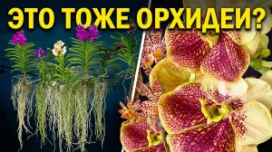 ГДЕ САМЫЕ Потрясающие ВАНДЫ в Москве? Магазин Crystal Orchid Удивляет КАЧЕСТВОМ И РАЗМЕРОМ!