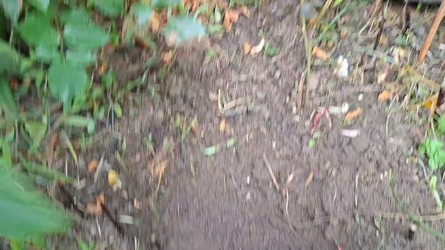 22.07.26. Укореняю розу. Выкопала чеснок.