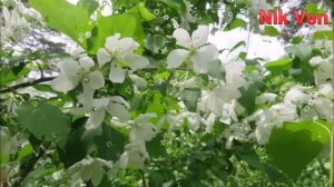 Моё лето-красивая песня на стихи Татьяны Бродской