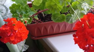 Ошибки при выращивании Пеларгонии ☘️💃🦋🥀☘️