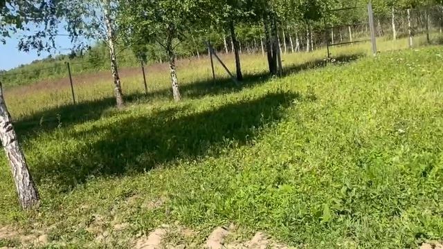 Козы камори принимают солнечные ванны: новая серия «Пушистых историй» смотреть онлайн