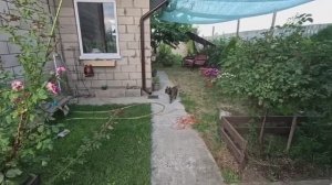 Жизнь вне орхидей. дела ОГОРОДНЫЕ и заложил ＂ПРИВЕТ＂ местному шахтёру