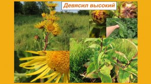 Дикий подсолнух - девясил высокий. И лекарство, и пряность, и в саду приметен