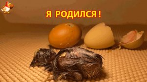 Первые минуты жизни новорожденных цыплят в инкубаторе (12)