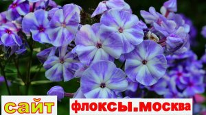 ВЫСТАВКА ФЛОКСОВ В МОСКВЕ В БИБЛИОТЕКЕ ГРИБОЕДОВА 2 СЕРИЯ