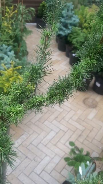 ❤🌲Лиственница Крейчи на штамбе
✔Продажа растений в макс и телеграм канале: https://t.me/love_is_hvoi смотреть онлайн