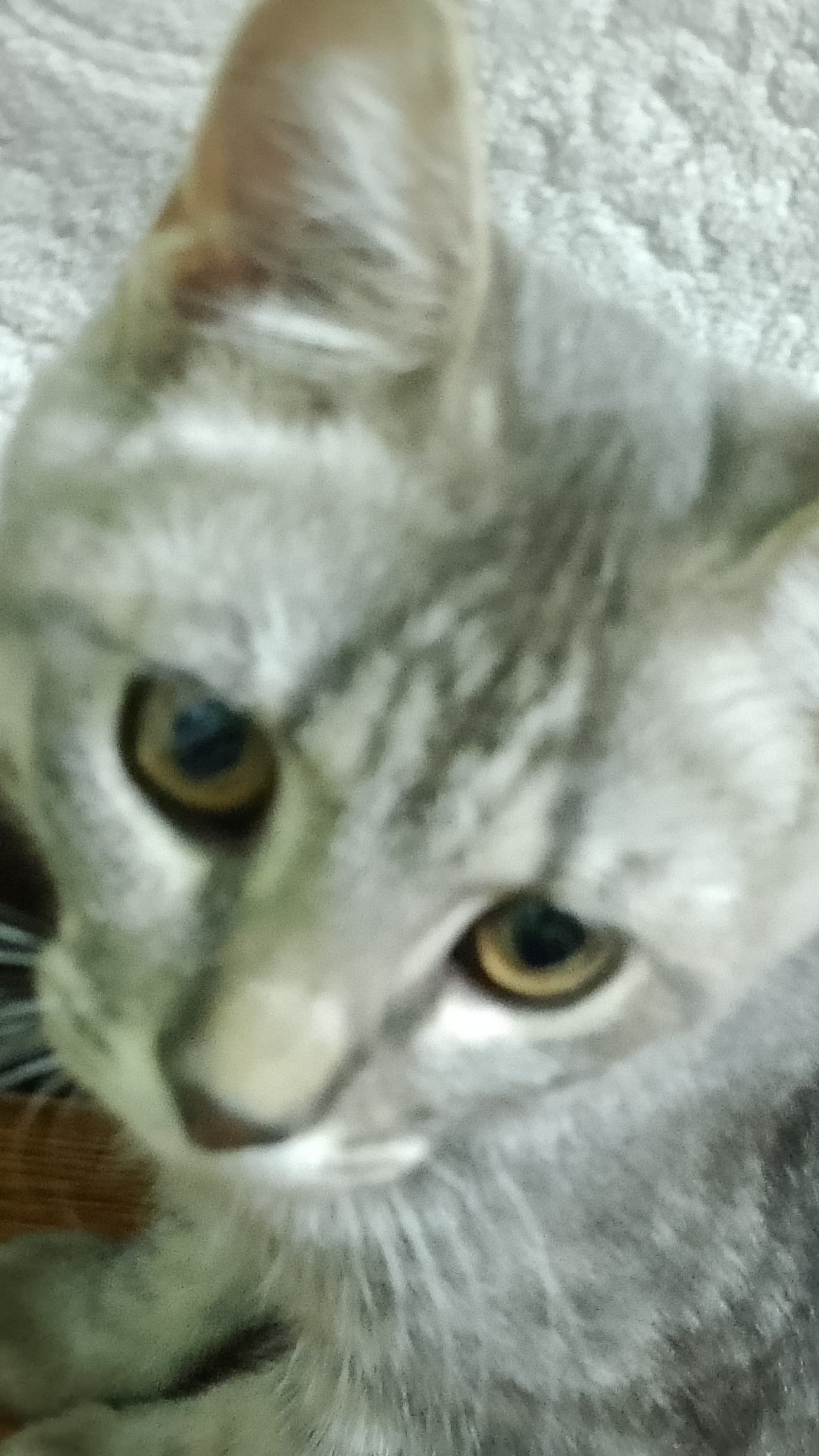 БАСËНОК # КОТËНОК