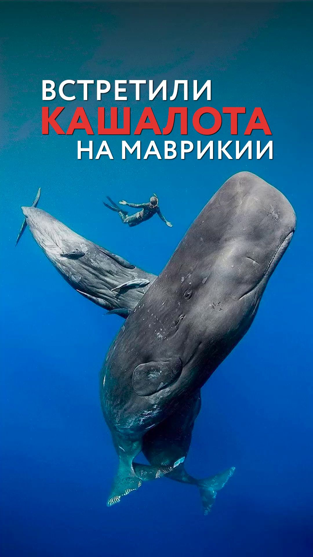 Встретили кашалота на Маврикии