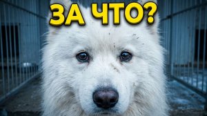 Купили как игрушку, выбросили как мусор: история одного самоеда