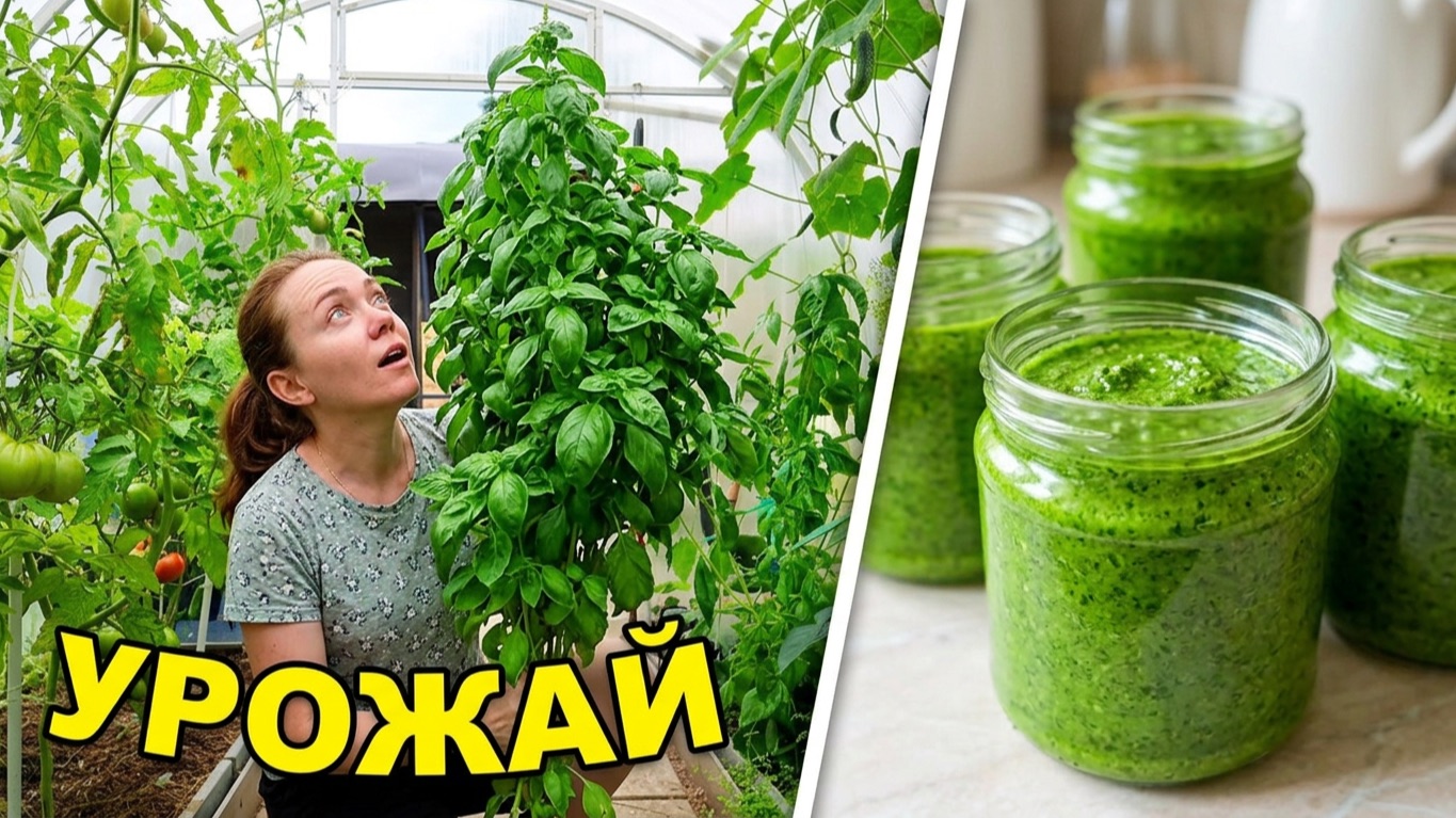 Такого базилика я еще не видела! Из целого куста — одна баночка? смотреть онлайн