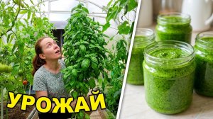 Такого базилика я еще не видела! Из целого куста — одна баночка?