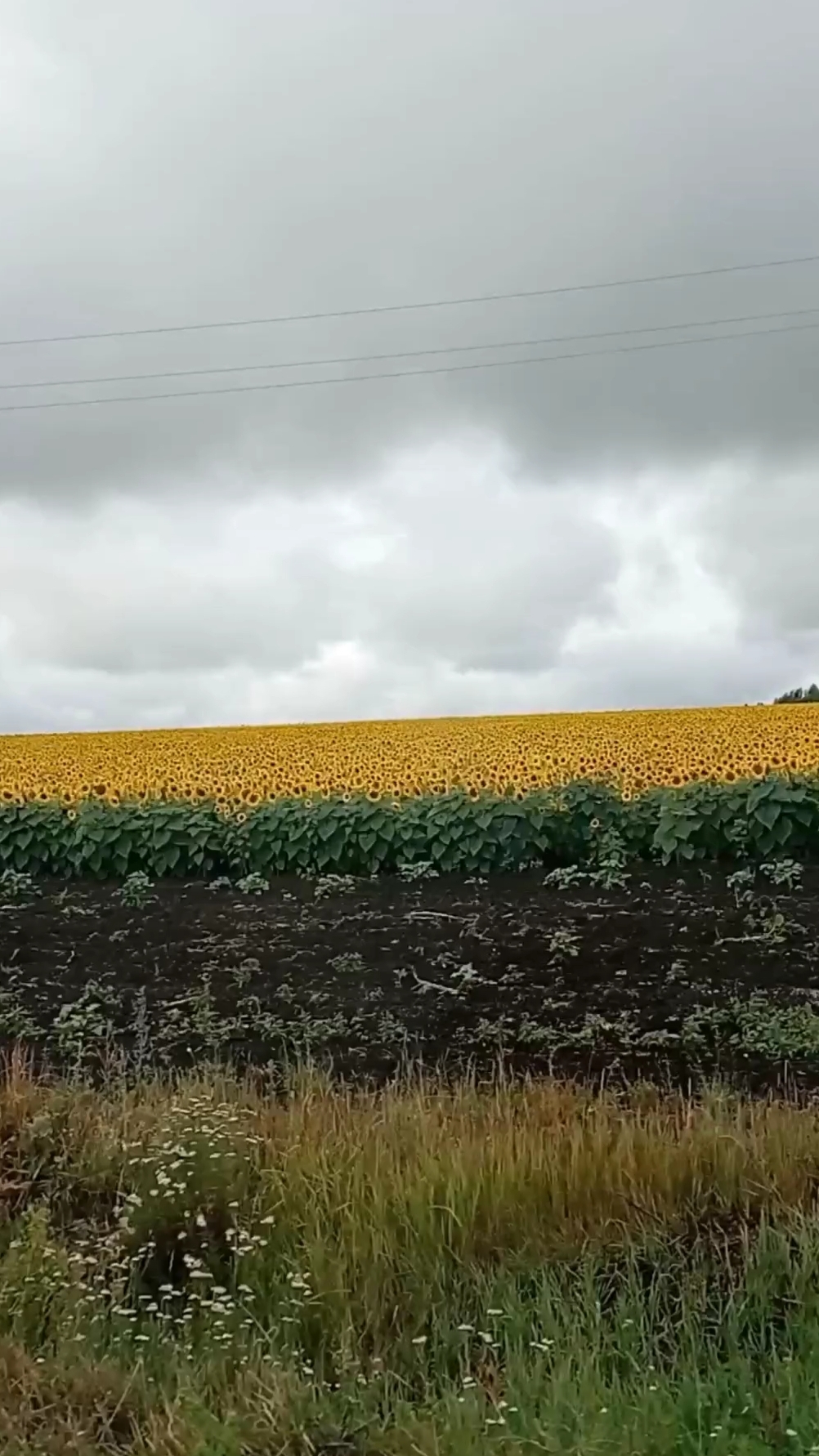 Кусочек солнца в ленту! Бескрайнее поле подсолнухов 🌻 #shorts смотреть онлайн