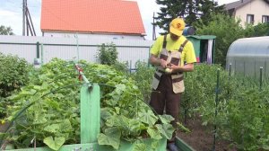 « Во саду ли, в огороде» ( Выпуск от 24.07.2026)
