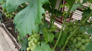 Как выглядят мои прививки на 24.07.2026 года