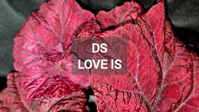 Бегония DS-Love is Бегония DS-Love is