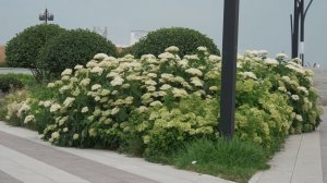 Время местное. Эфир: 24-07-2026 - Цветочное великолепие в Притяжении