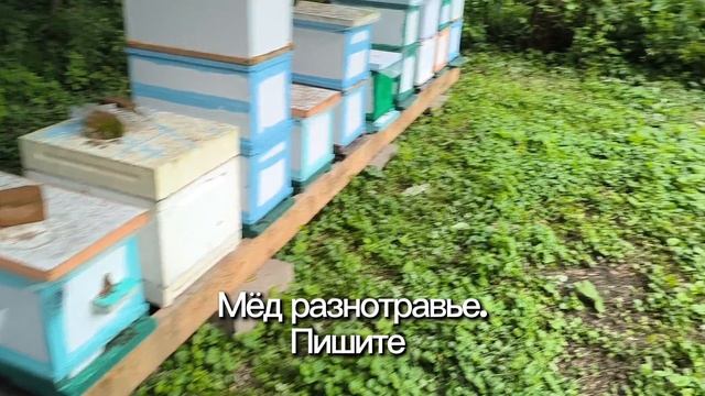 Скоро эти рамки станут свежайшим наивкуснейшим мёдом
