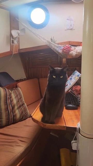 Морской котик смотреть онлайн