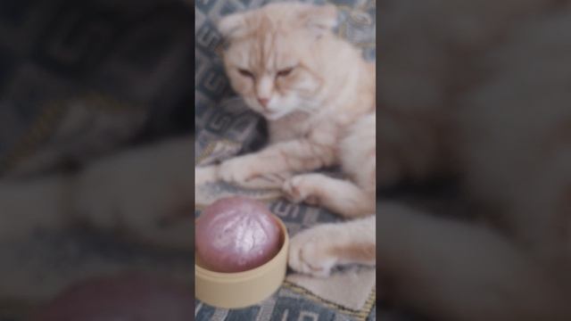 мой кот в моей жизни (2 часть).Кот Симба показывает мои антистрессы. смотреть онлайн