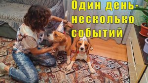 ЭТУ ДАТУ МНЕ НЕ ЗАБЫТЬ/ ПЕРВЫЕ ГРИБОЧКИ/ ПСЫНОЧКАМ ДВА ГОДИКА / 15 и 16 июля 2026